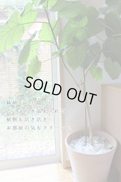 画像8: 約1.6kg お得パック【アウトレット】30個入☆かちわり天然水晶  浄化 地鎮祭 鎮め物 (8)